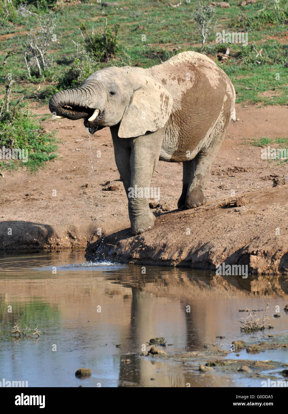 L'éléphant d'Afrique Banque D'Images