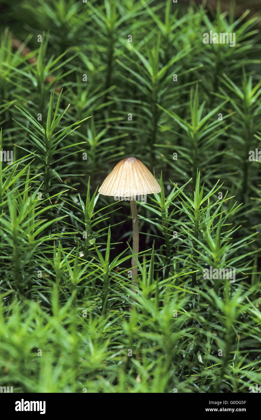 Goutte de lait-Mycena secludes jus laiteux whitely Banque D'Images