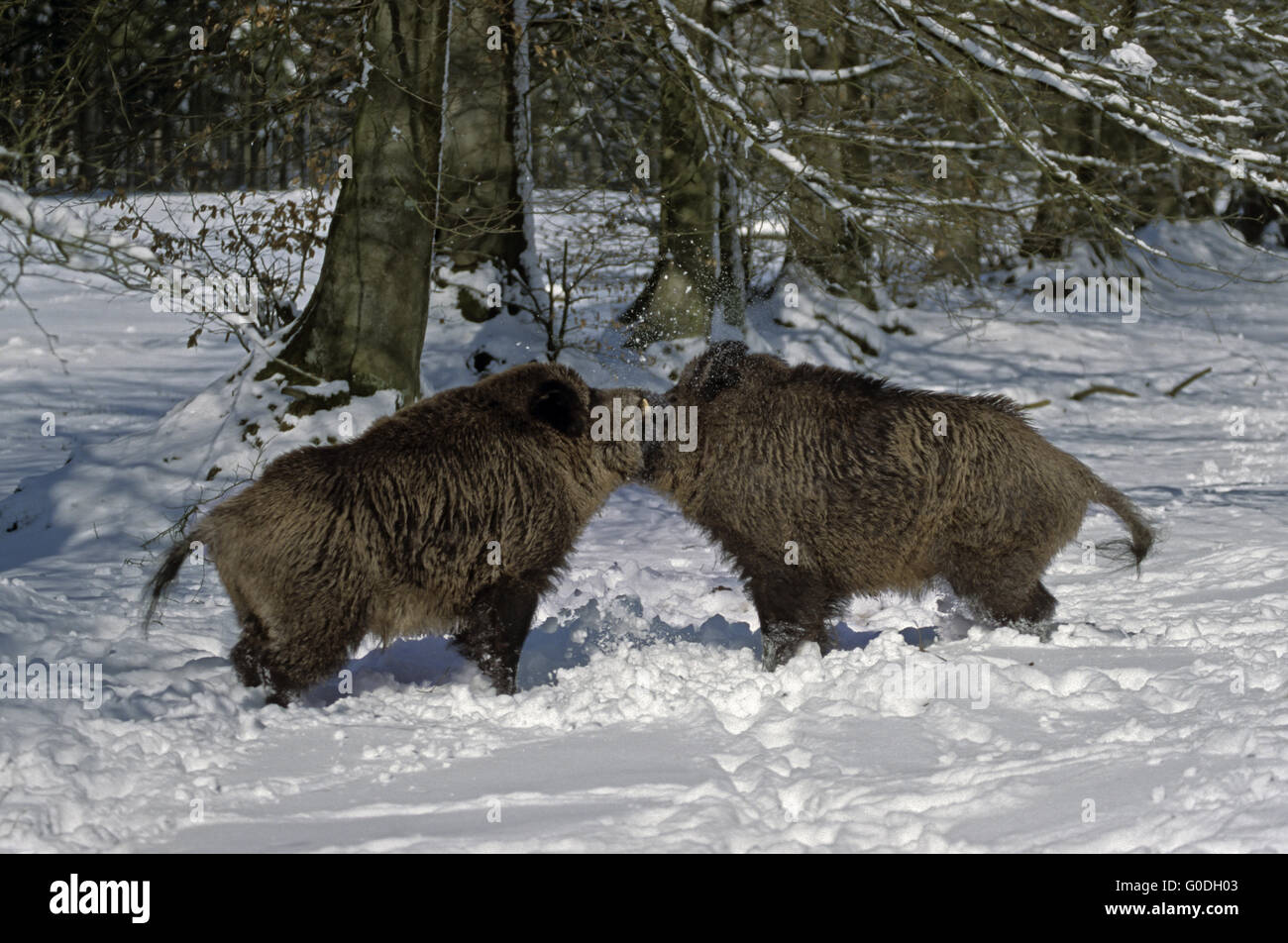 Le Sanglier krosian lutte dans la neige Banque D'Images