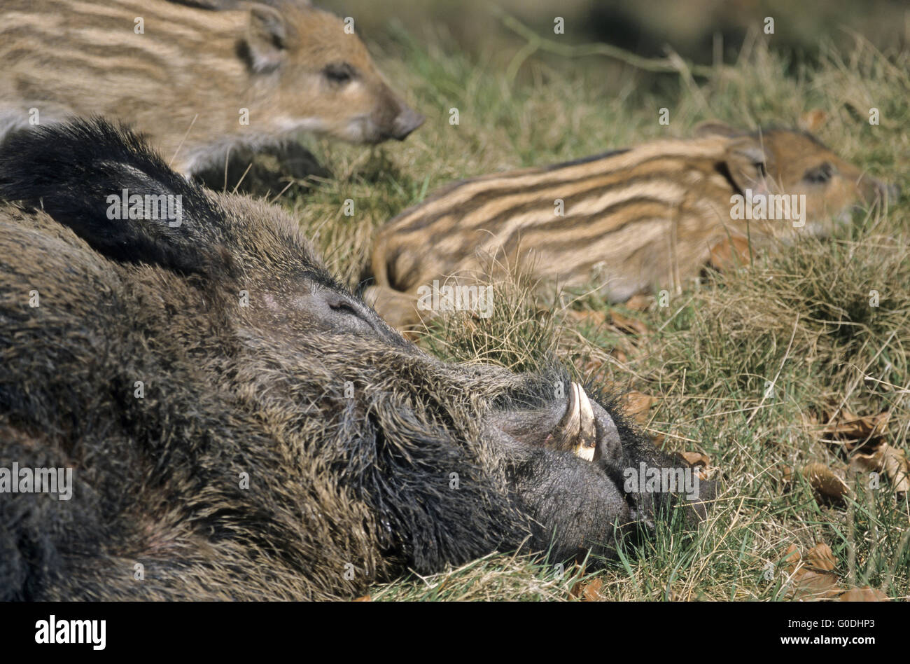 Porc sanglier shoats dormir dans le soleil de printemps réchauffement Banque D'Images