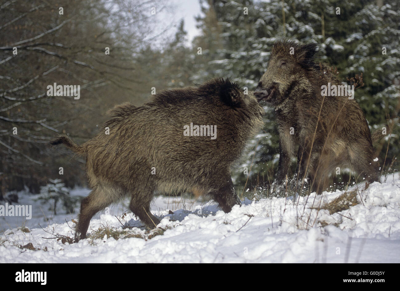 Les porcelets Sanglier lutte pour la la hiérarchie Banque D'Images