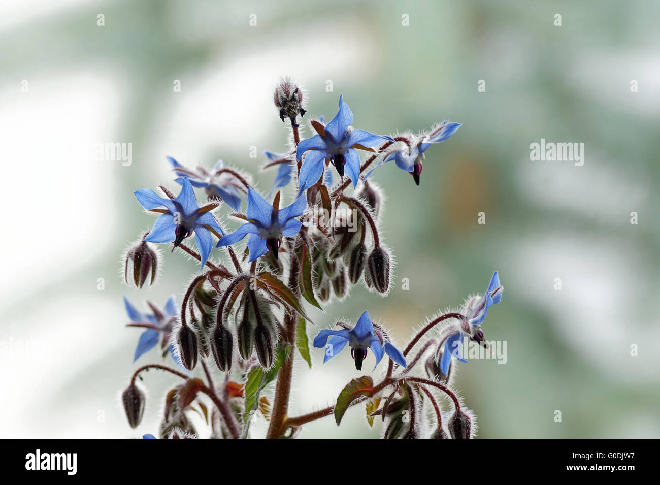 La bourrache (Borago officinalis), les fleurs et les bourgeons Banque D'Images