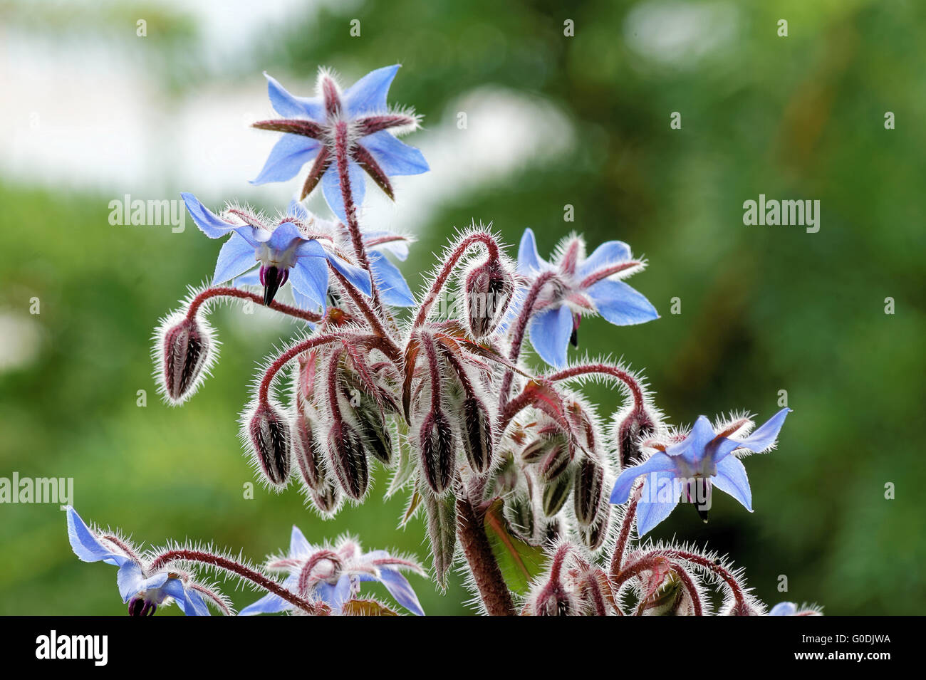 La bourrache (Borago officinalis), les fleurs et les bourgeons Banque D'Images