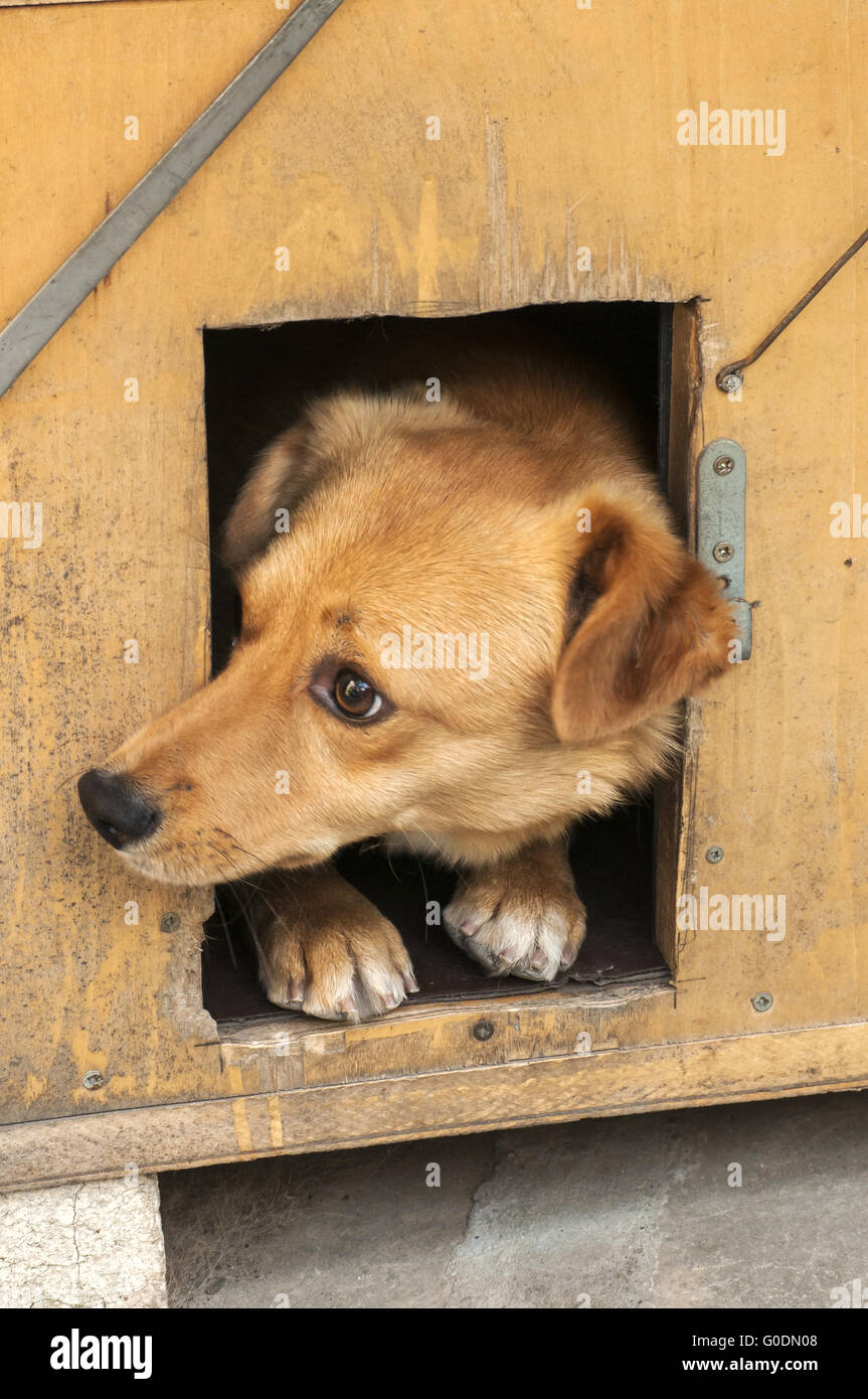 Mixed breed dog head Banque D'Images