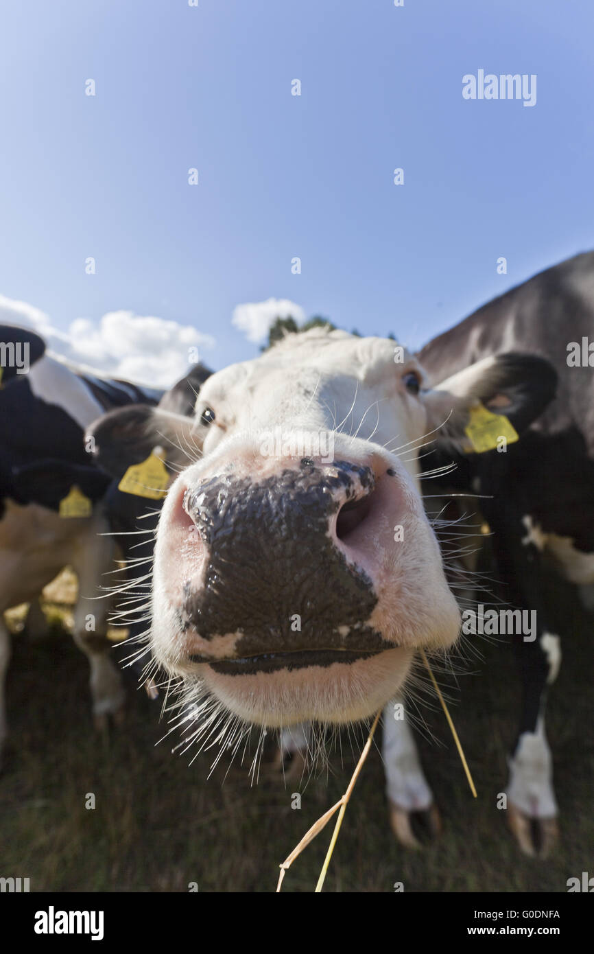 Nez de la vache Banque D'Images