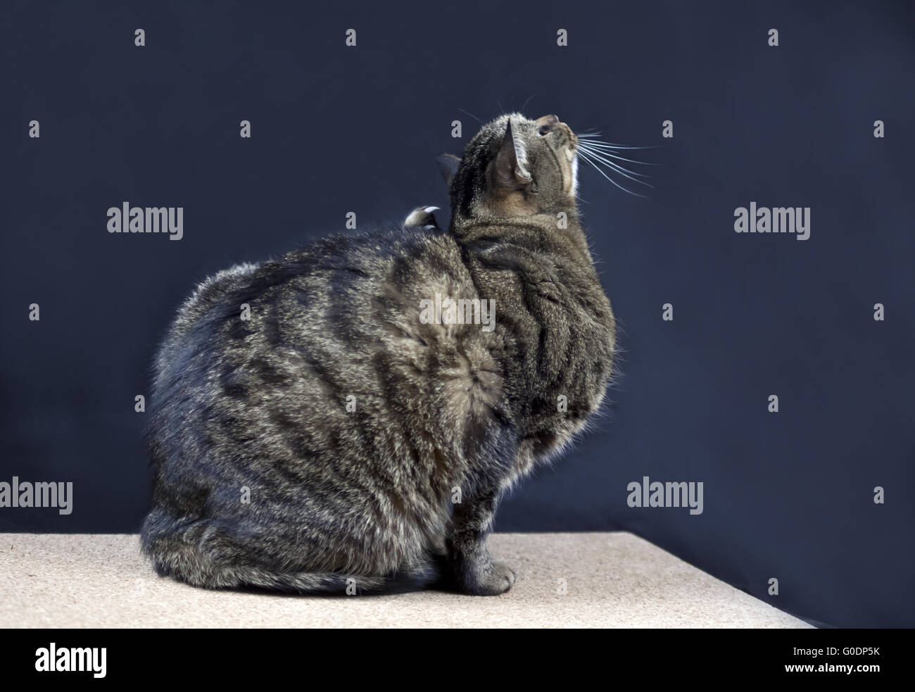Éraflure de chat Banque D'Images