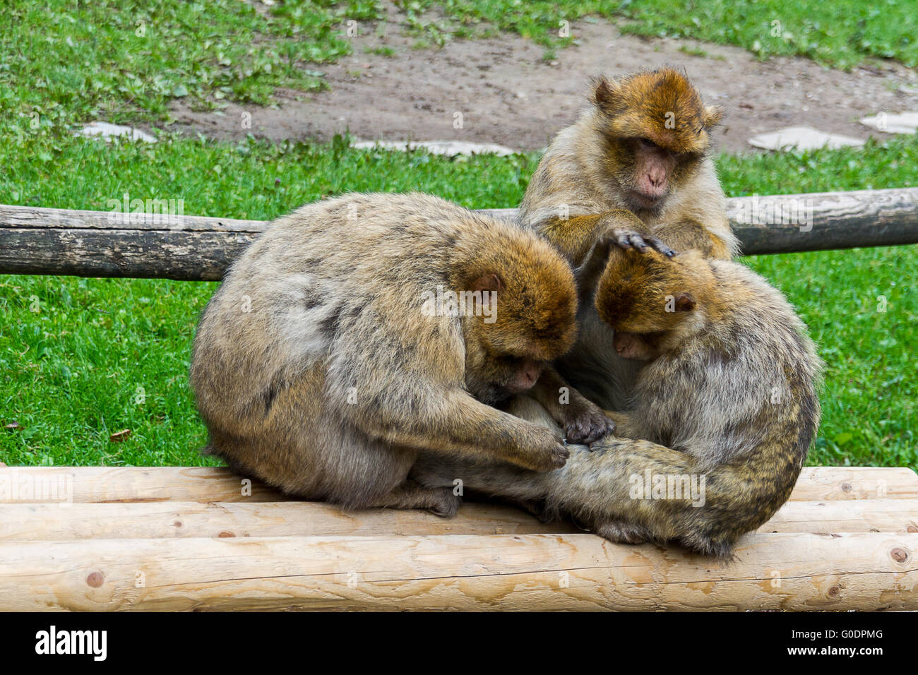 singes Banque D'Images