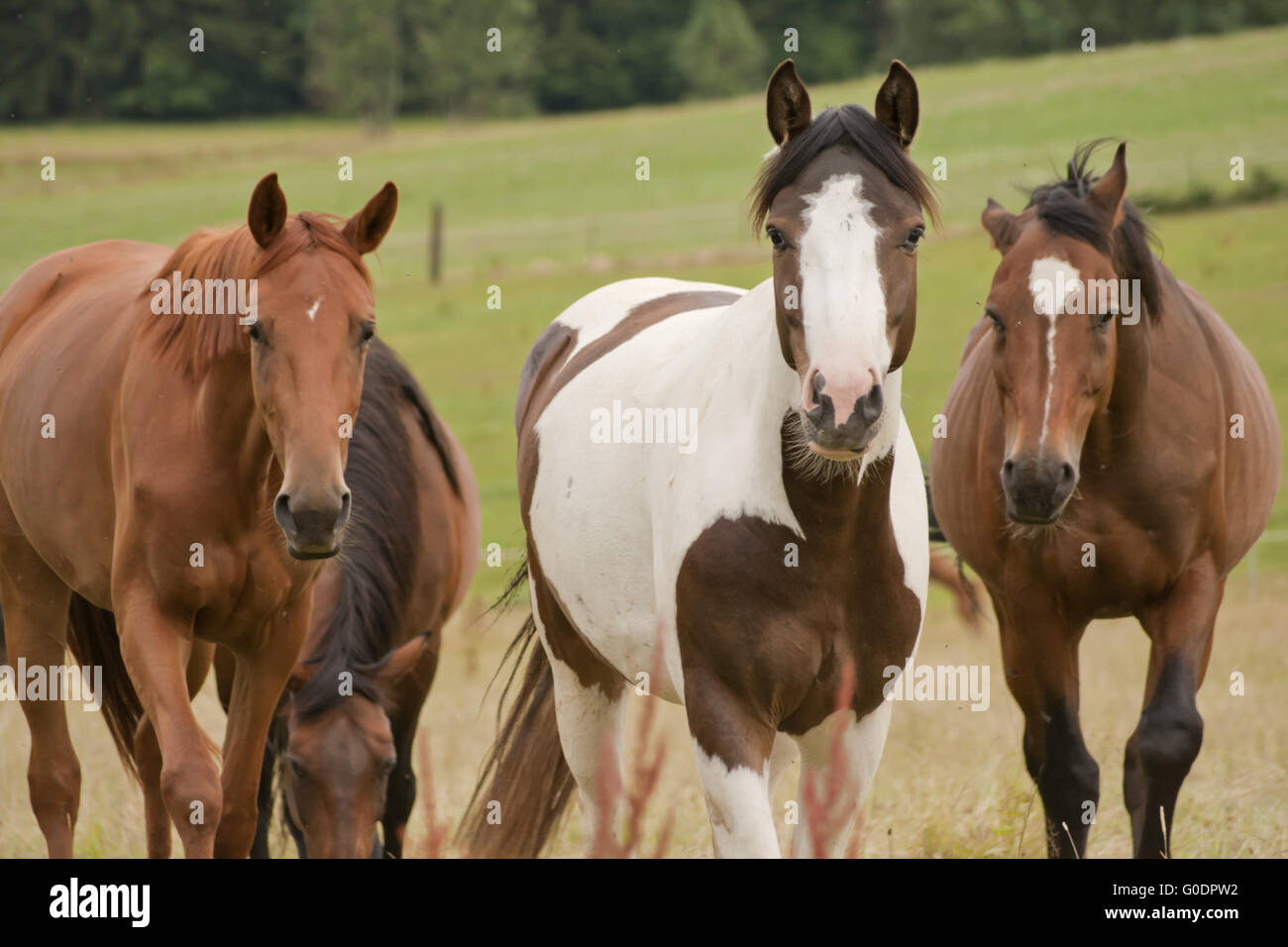 Trois chevaux regardez dans l'appareil photo Banque D'Images