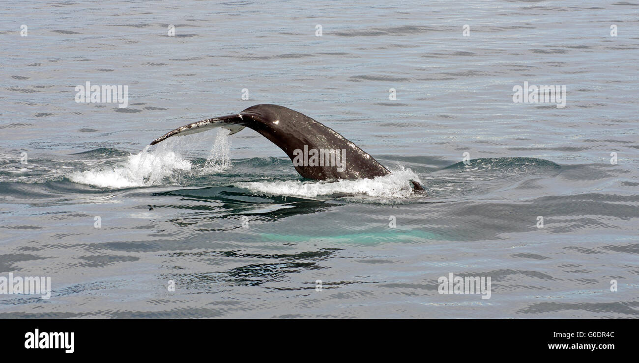 Baleine à bosse de plongée Banque D'Images