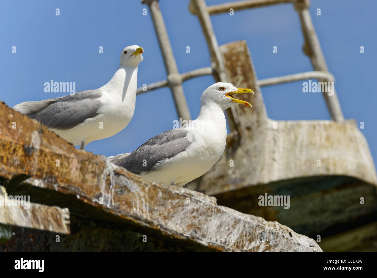 Mouettes Banque D'Images