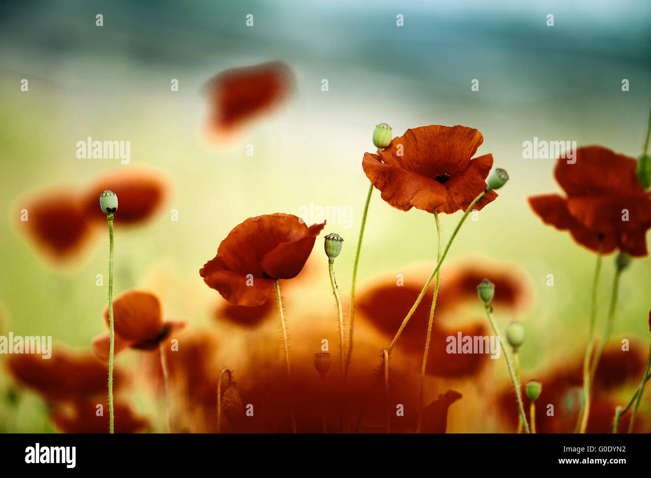 Poster Wallario Illusion Fenêtre - Coquelicot Prairie Coucher De Soleil - Noir