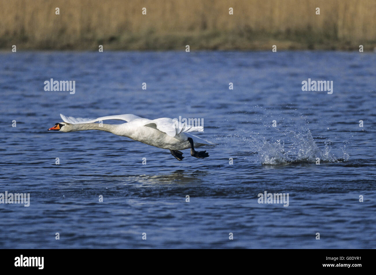 Cygne muet d'oiseaux adultes commence à décoller sur un lac Banque D'Images