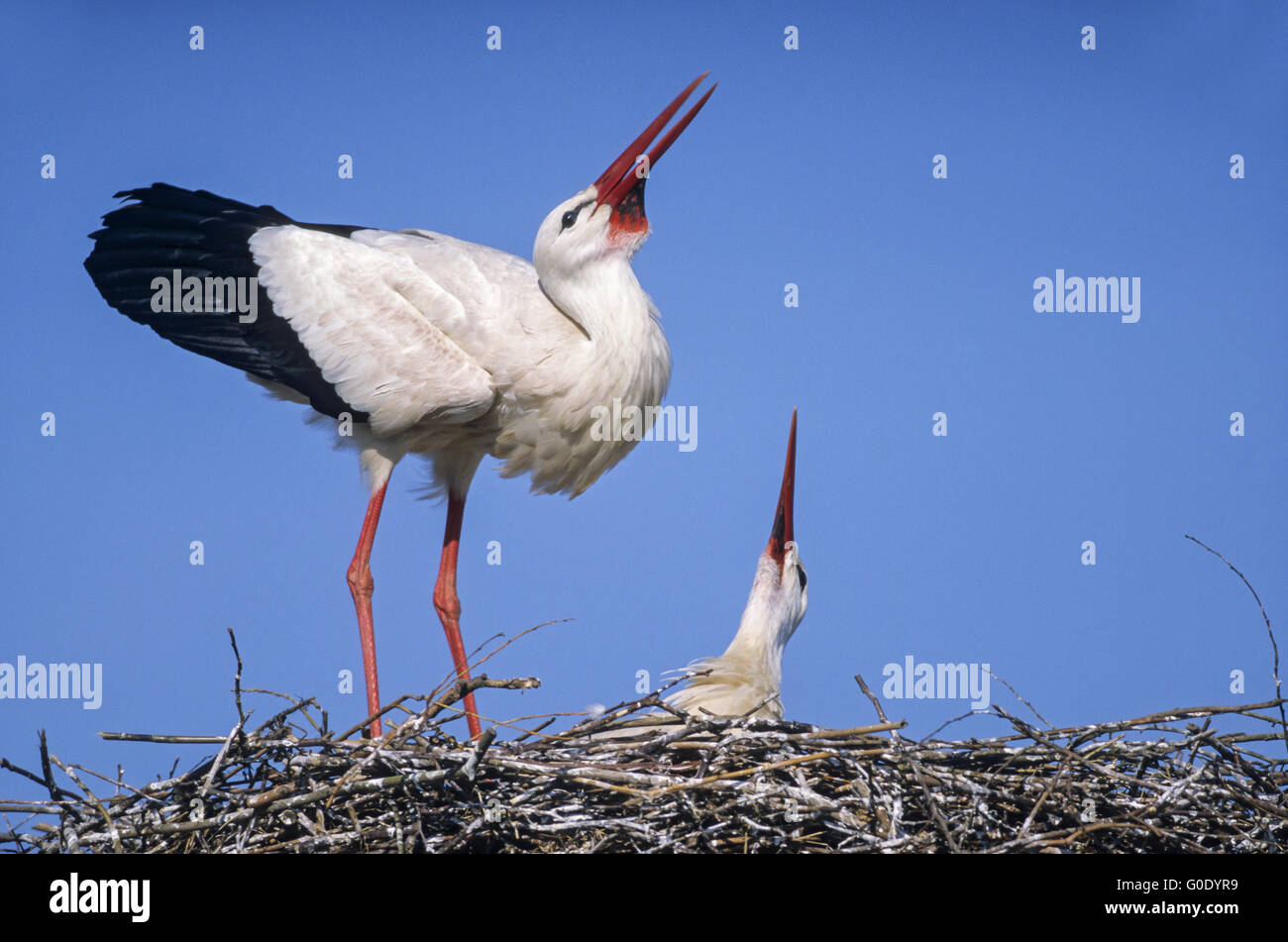 Cigogne Blanche oiseaux adultes pendant la cérémonie de bienvenue Banque D'Images