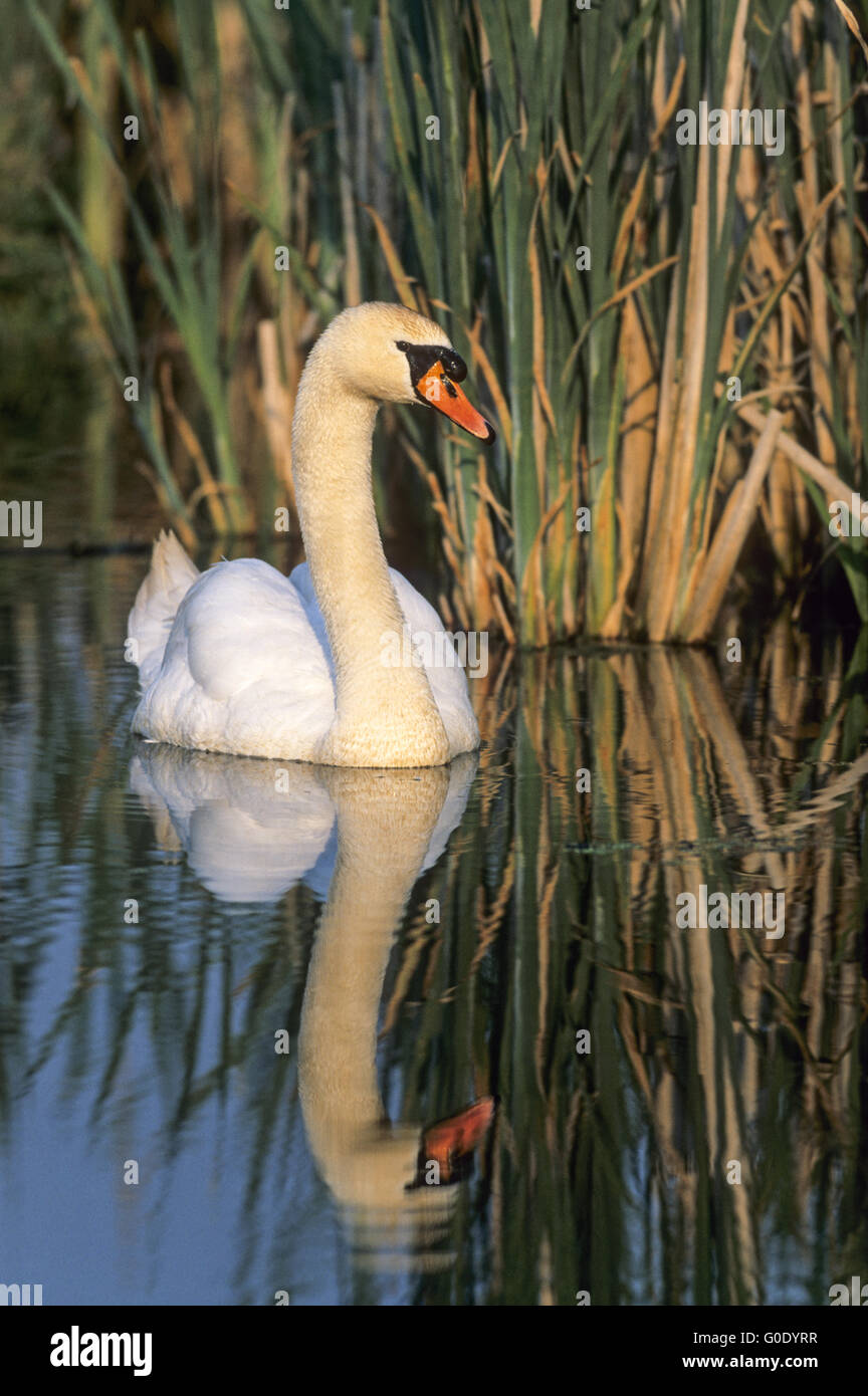 Cygne muet mâle avec réflexion Banque D'Images