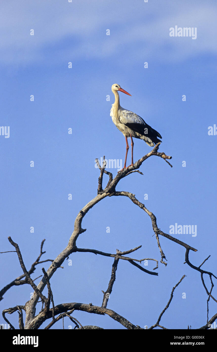 Cigogne blanche dans la lumière du soir sur un arbre mort Banque D'Images