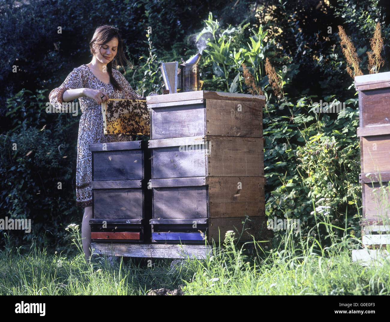 Les femmes travaillant à sa ruche apiculteur Banque D'Images