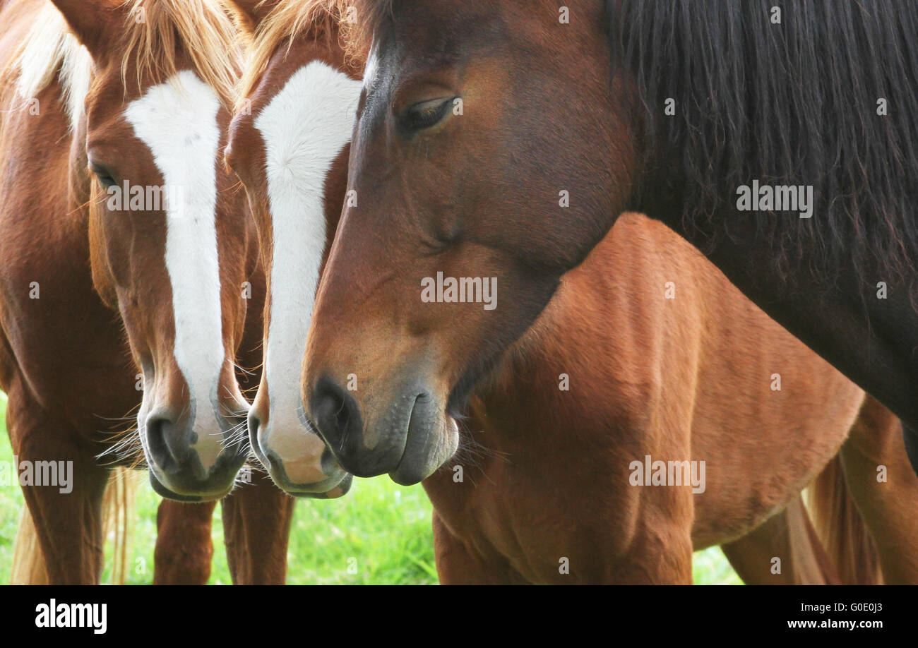 Libre de trois chevaux debout tranquillement avec leurs têtes ensemble amicalement Banque D'Images