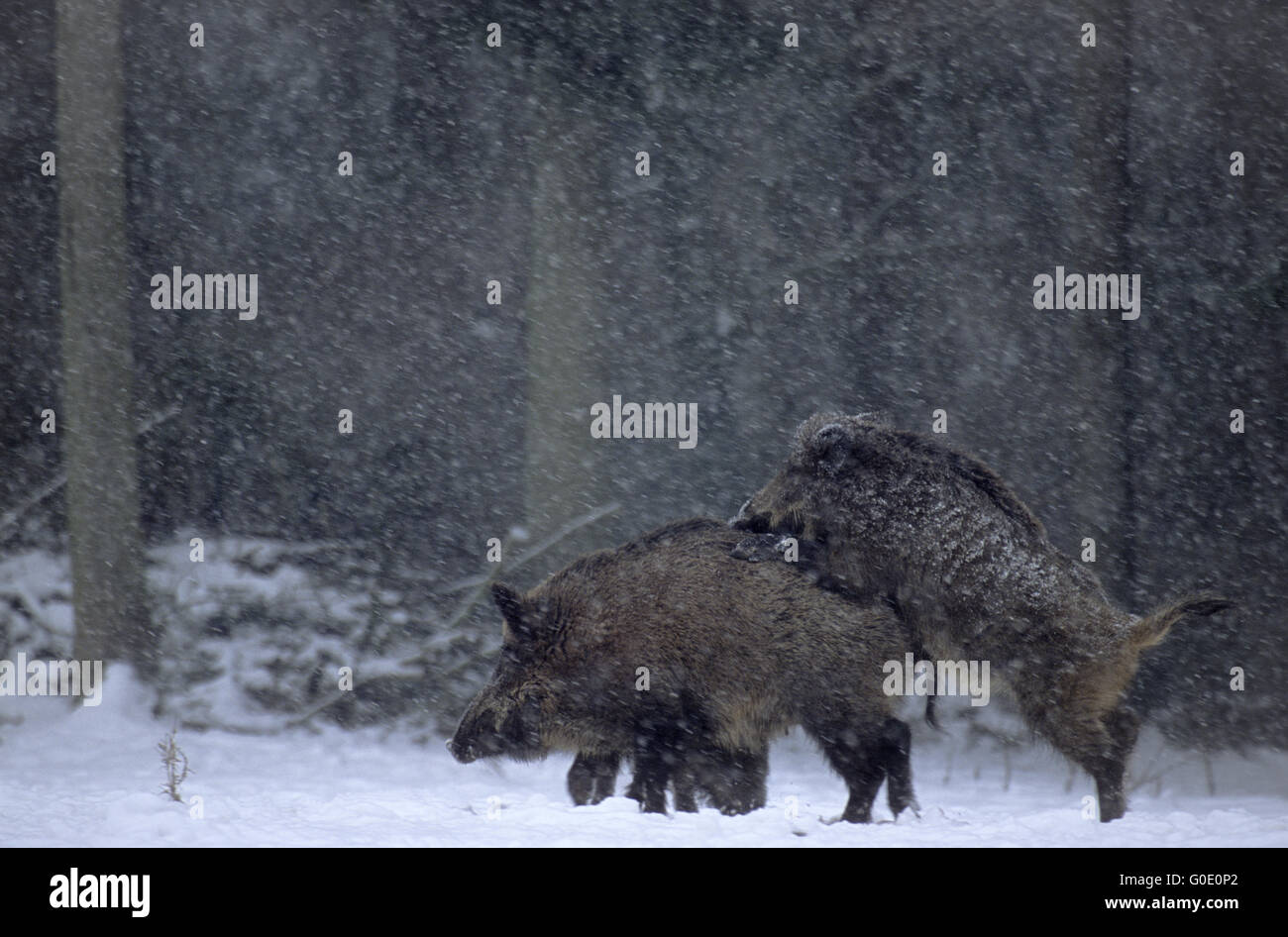 Plus de sangliers Porcinet et semer dans la poudrerie Banque D'Images
