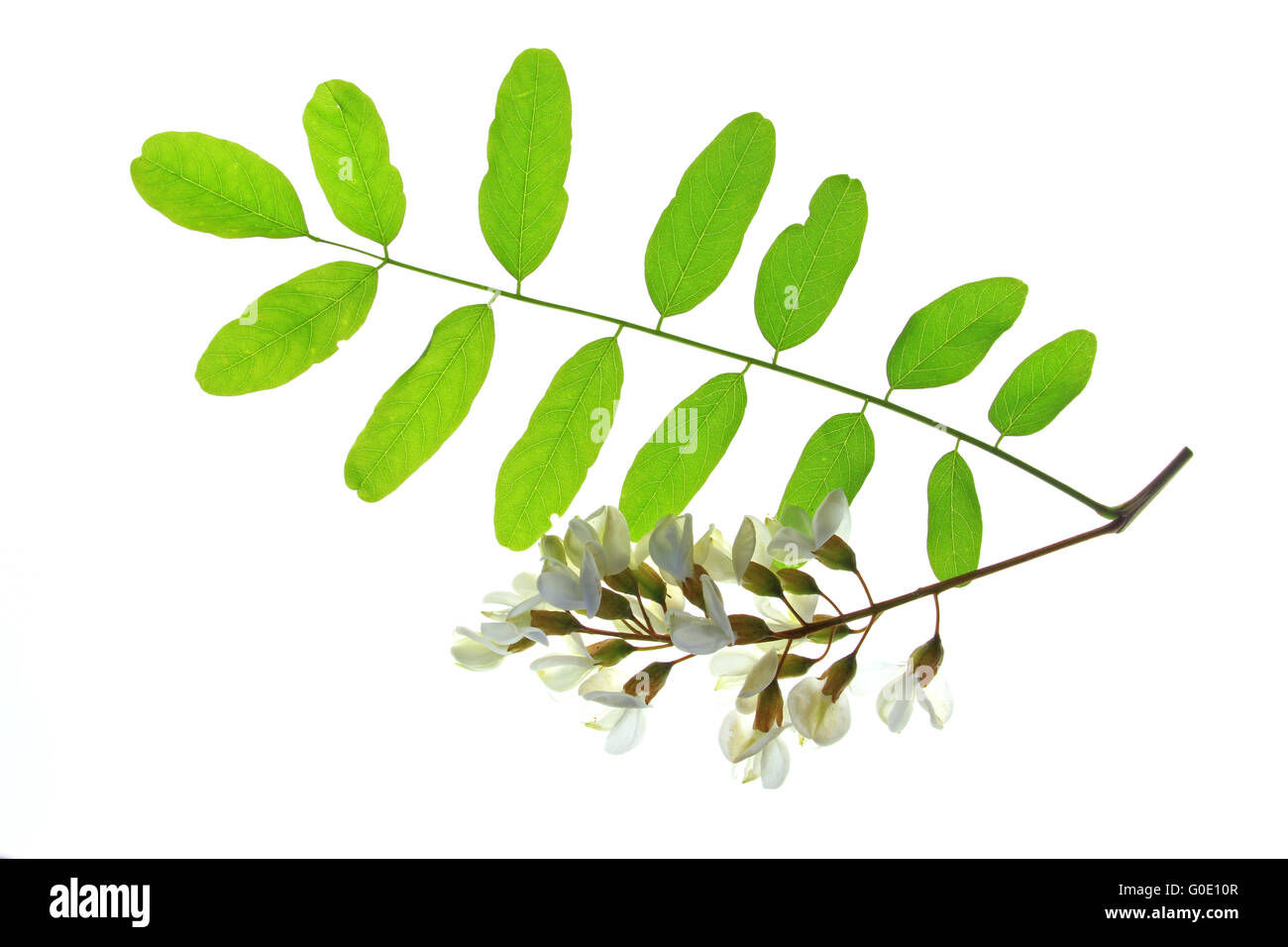 Le Robinier/ faux acacia (Robinia pseudoacacia) Banque D'Images