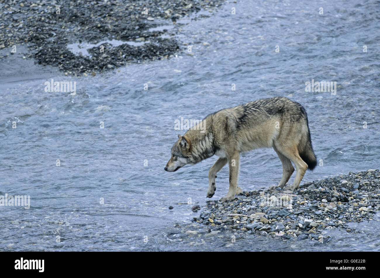 Loup gris observe un Caribou à Grizzly kil Banque D'Images