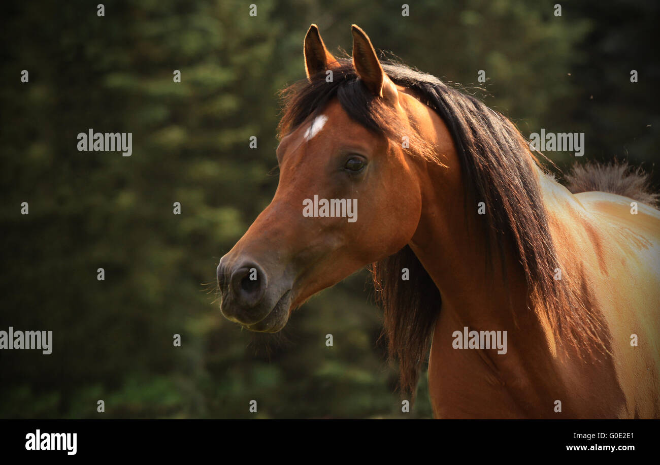 Portrait d'un cheval arabe Banque D'Images