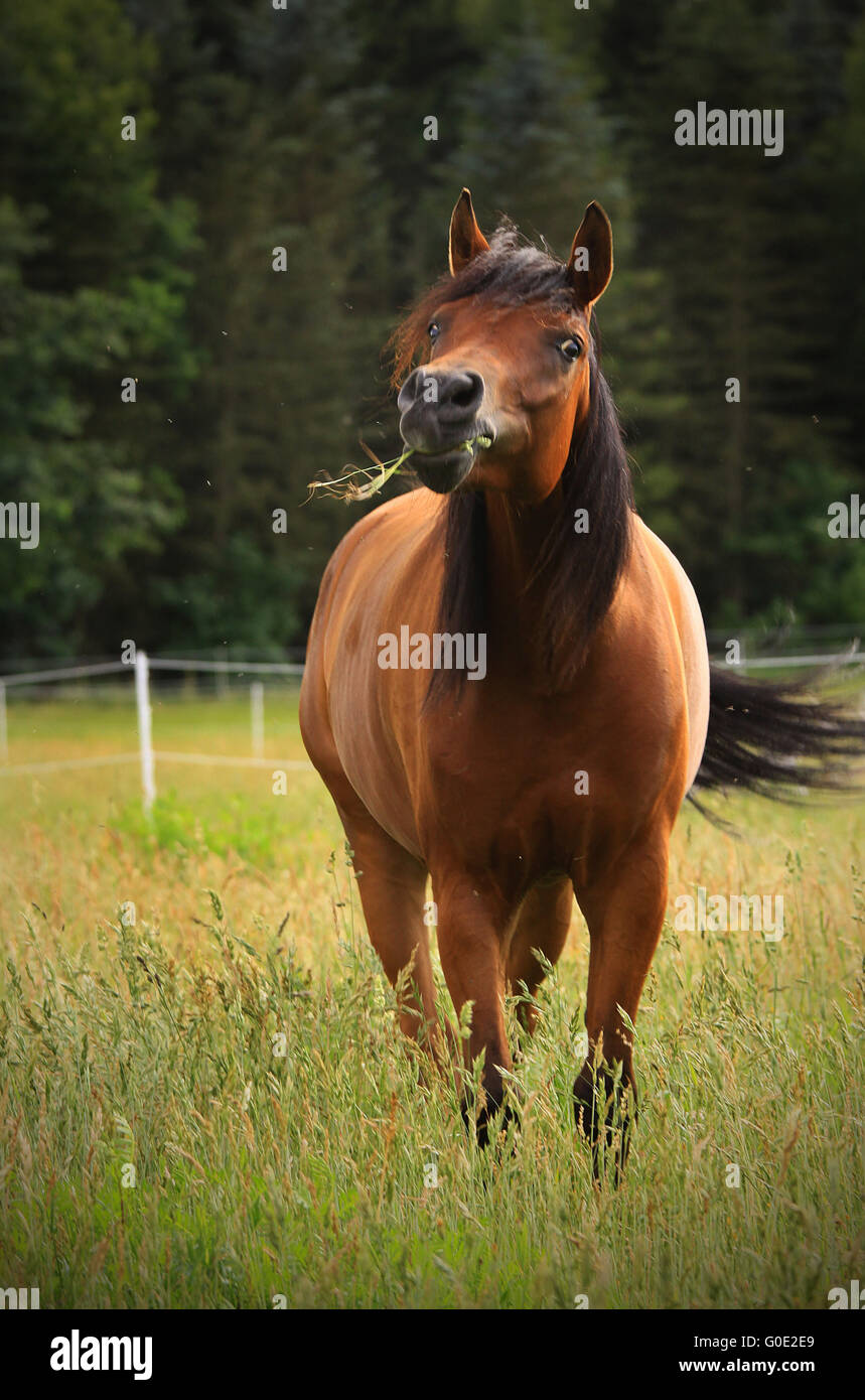 Cheval arabe Banque D'Images