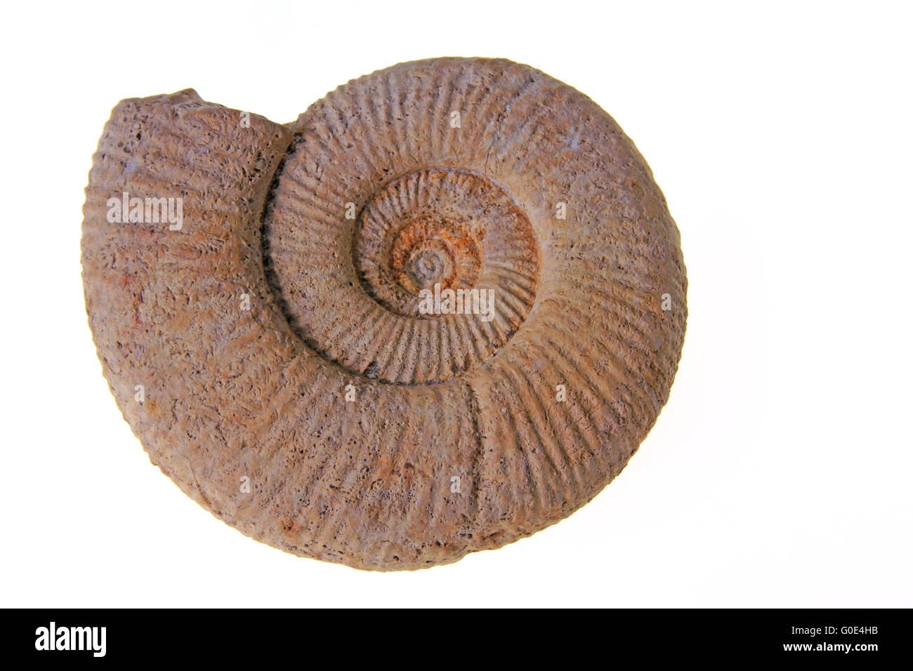 Ammonite Banque D'Images