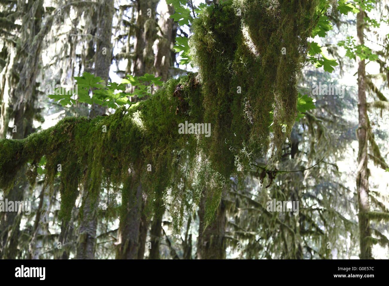 Hoh Rainforest, Hall de mousses Banque D'Images