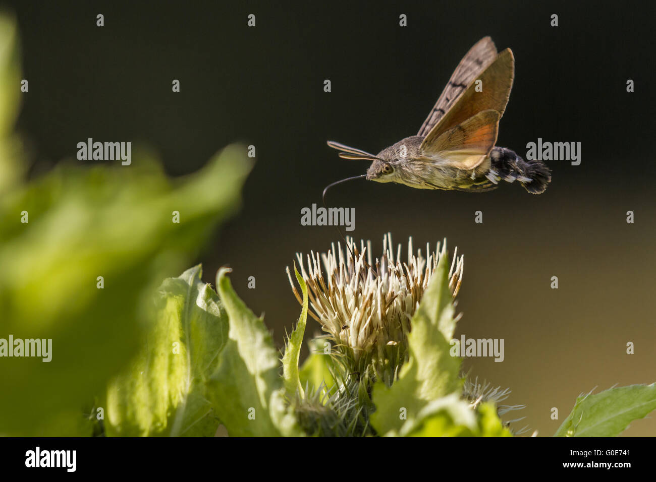 (Macroglossum stellatarum sphynx colibri) Banque D'Images