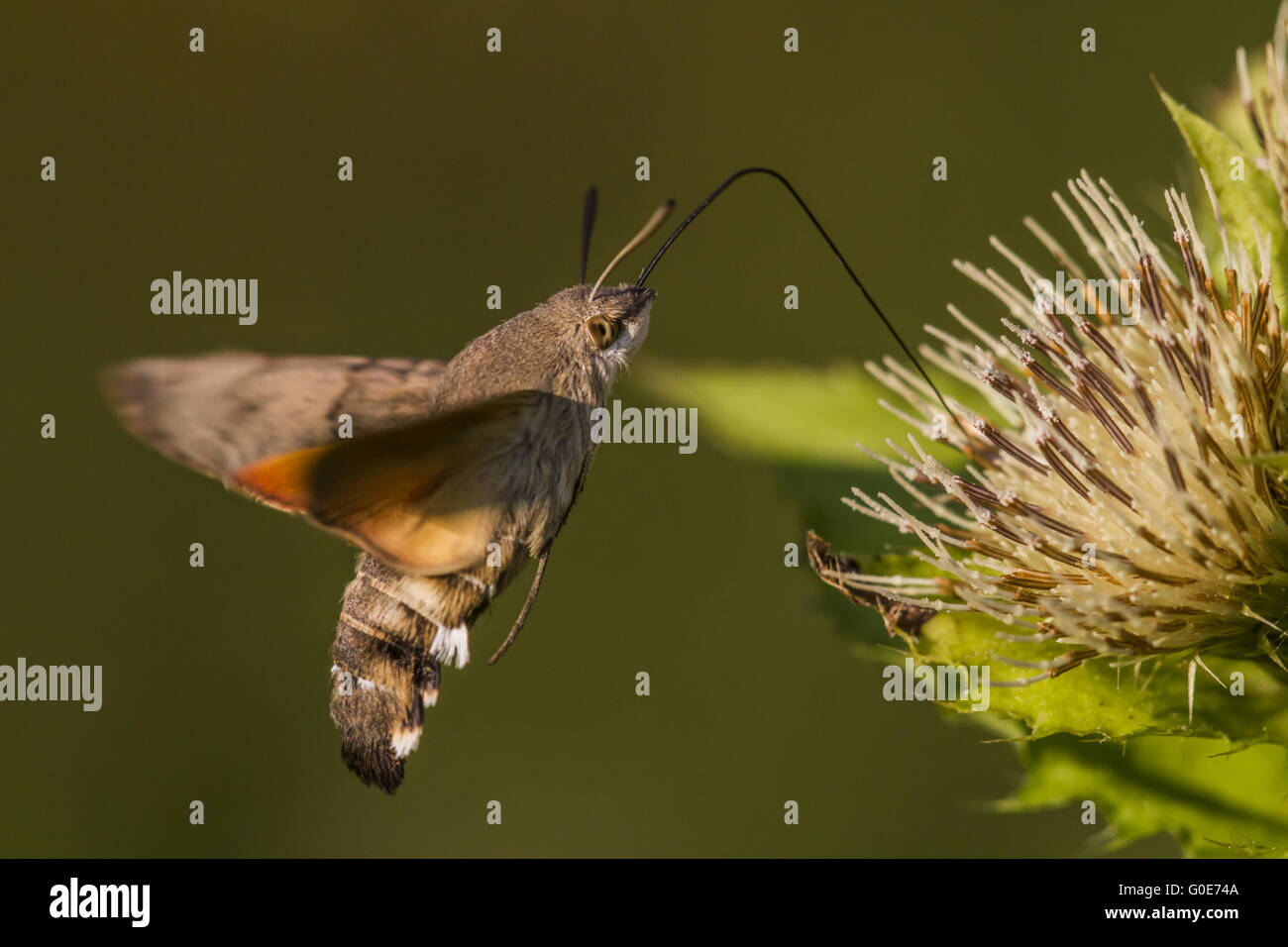 (Macroglossum stellatarum sphynx colibri) Banque D'Images