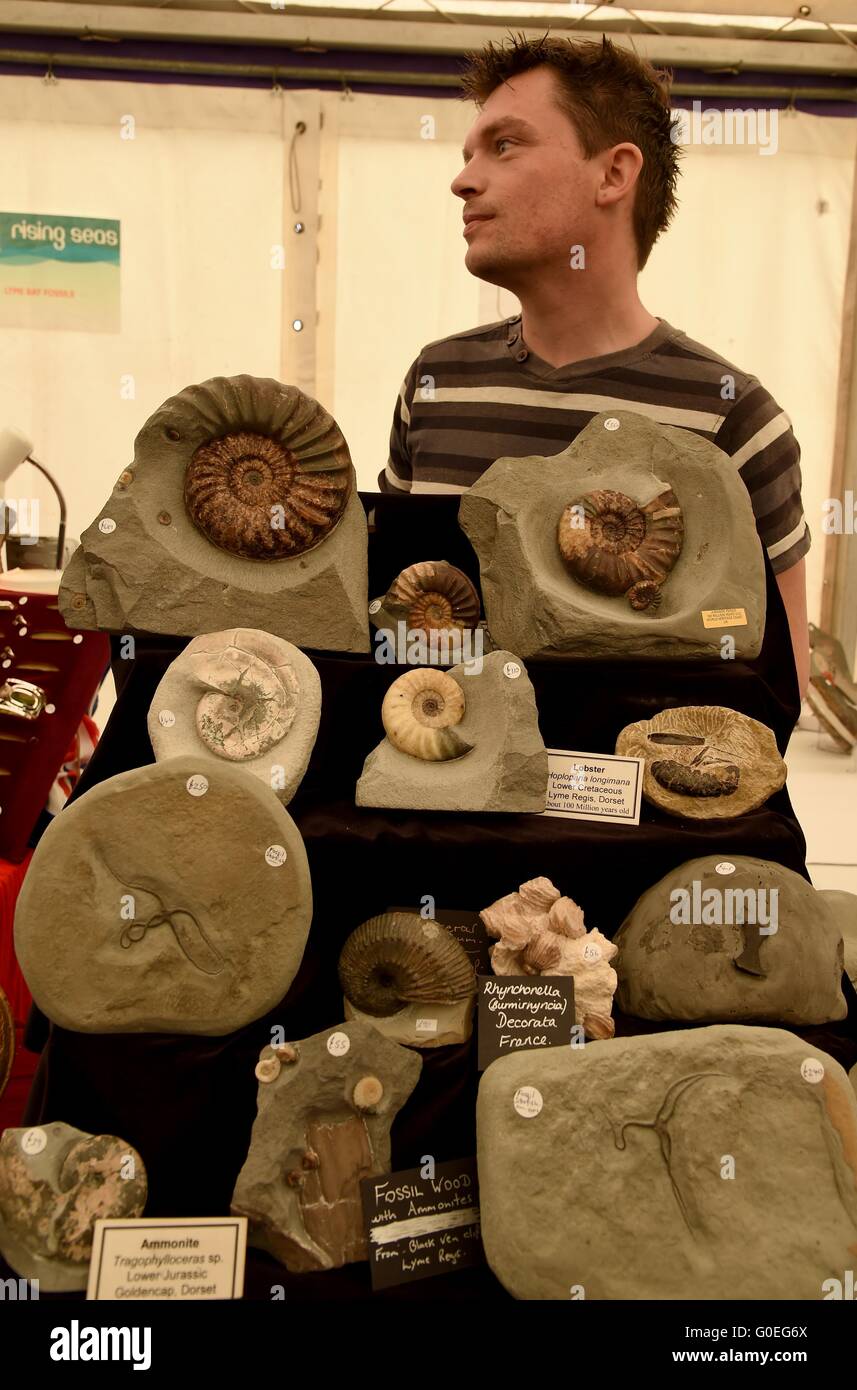 Lyme Regis Festival 'fossile', des fossiles pour la vente, Dorset, Angleterre, Royaume-Uni Banque D'Images