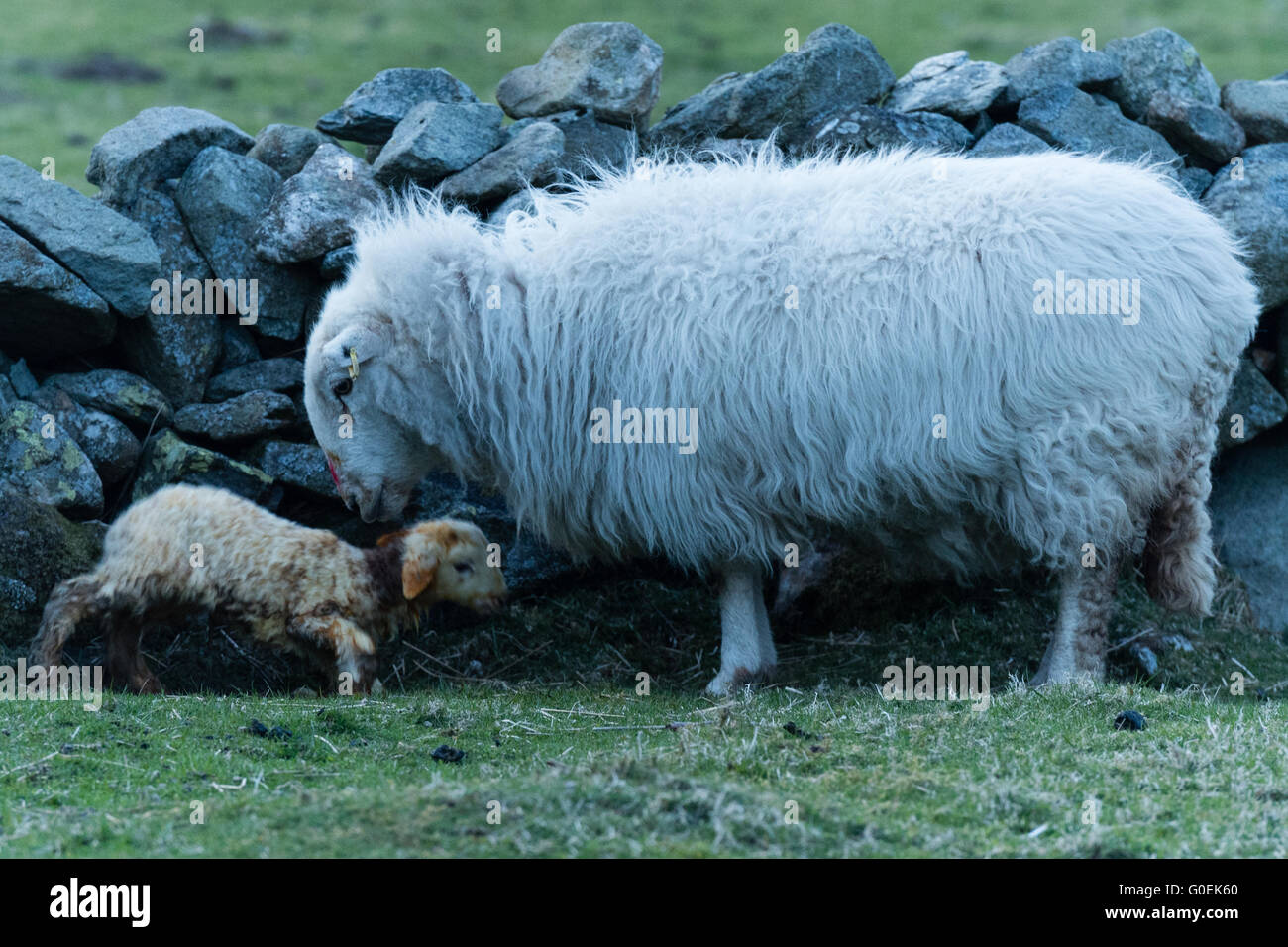 30 avril 2016, Nant Ffrancon, Bethesda, Gwynedd, Pays de Galles, Royaume-Uni. L'un des derniers agneaux nés à la ferme le soir du 30 avril staggers à ses pieds pour la première fois dans un froid et venteux Ogwen Valley. Banque D'Images