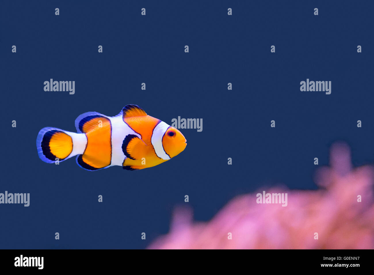 Des poissons clown nageant dans l'eau bleu rose avec day by day Banque D'Images