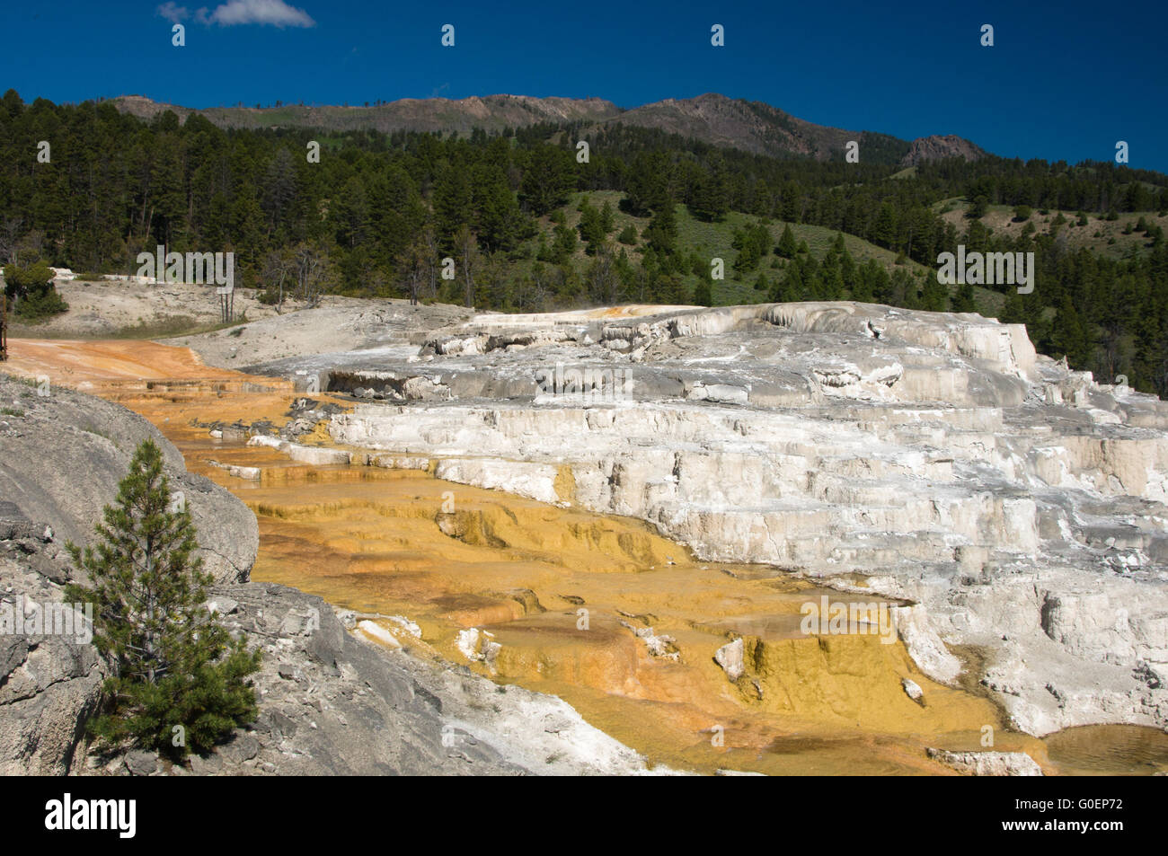 Terrasses de thermique Mammoth Hot Springs Yellowston Banque D'Images