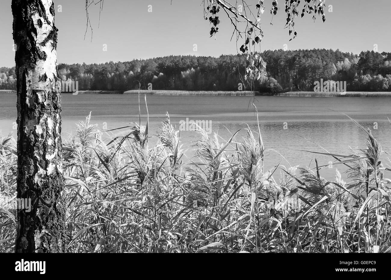 Le bois de l'automne sur la rive de la grande belle l Banque D'Images