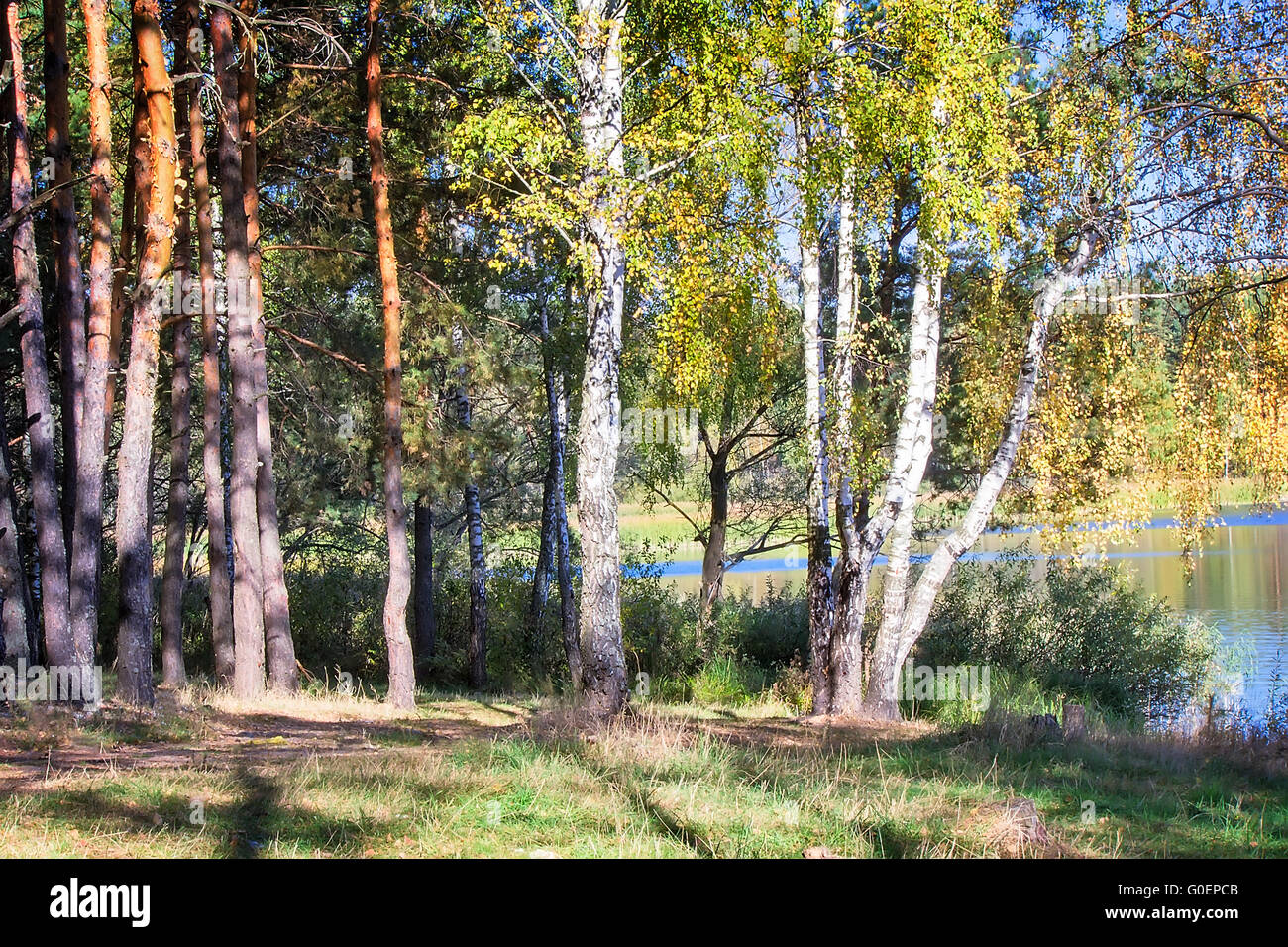 Le bois de l'automne sur la rive de la grande belle l Banque D'Images