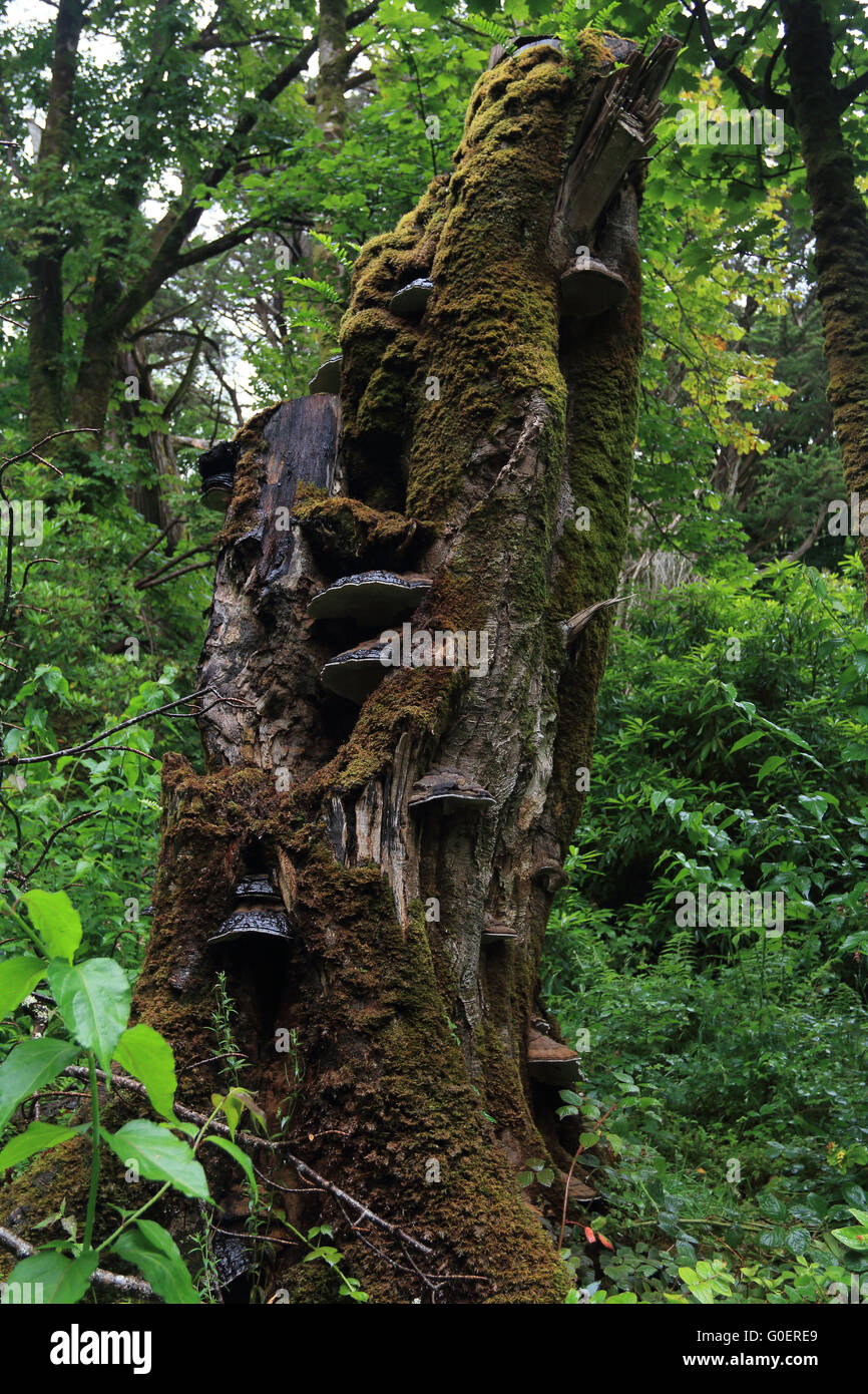 Le bois mort dans une forêt ancienne, l'Irlande Banque D'Images