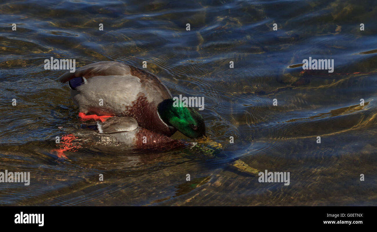 Deux canards colverts se battre avec un canard essaie de noyer la plus faible. Heureusement la plus petite échapper à la tentative de meurtre. Banque D'Images