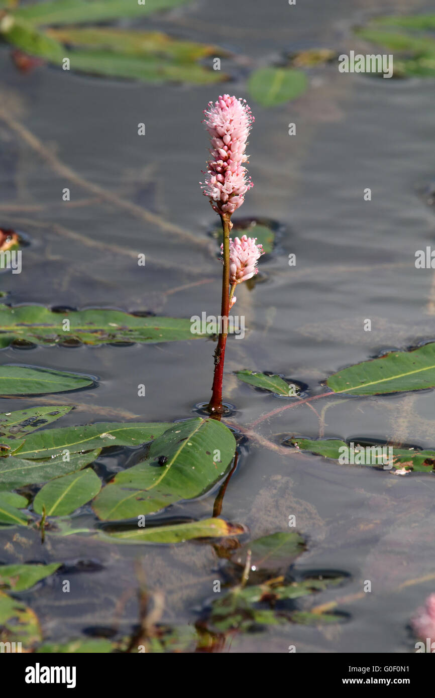 Persicaria amphibia, eau renouée du Japon Banque D'Images