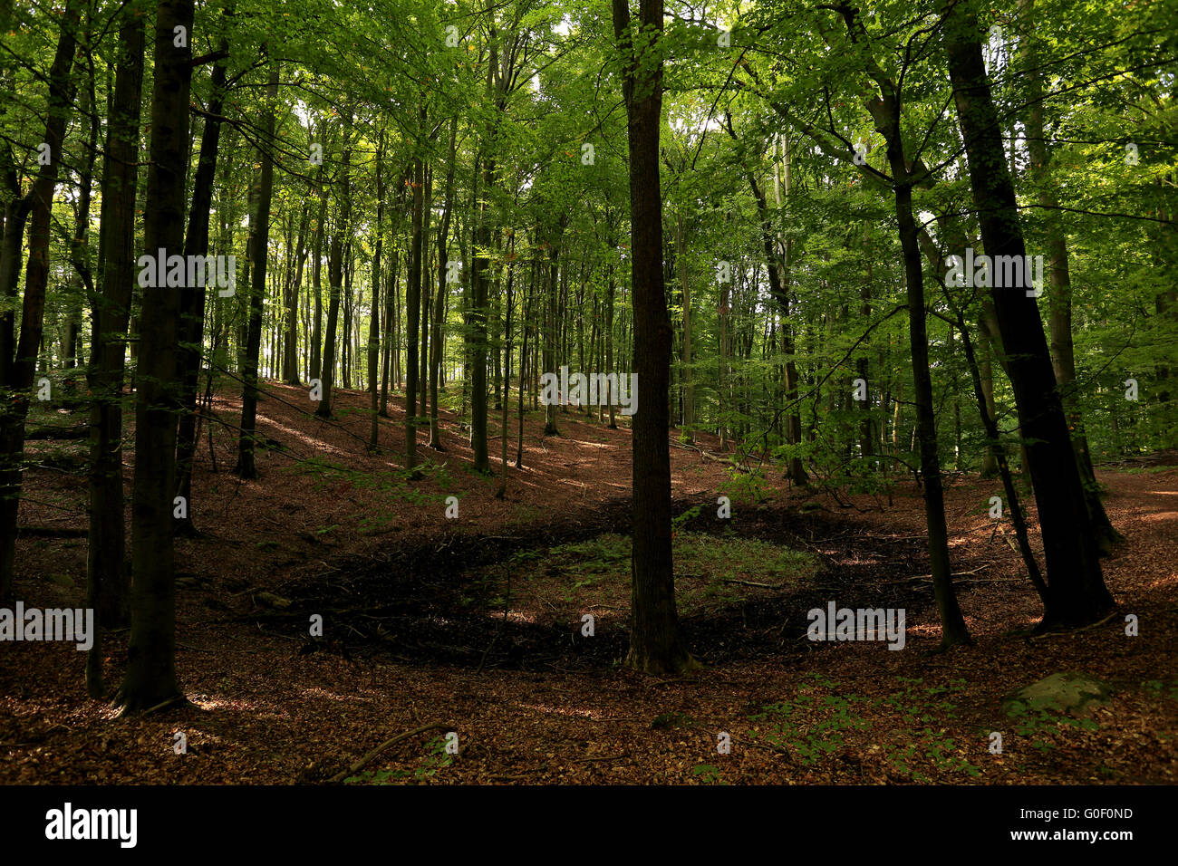 Site du patrimoine mondial de l'Grumsiner Wald, DE Banque D'Images