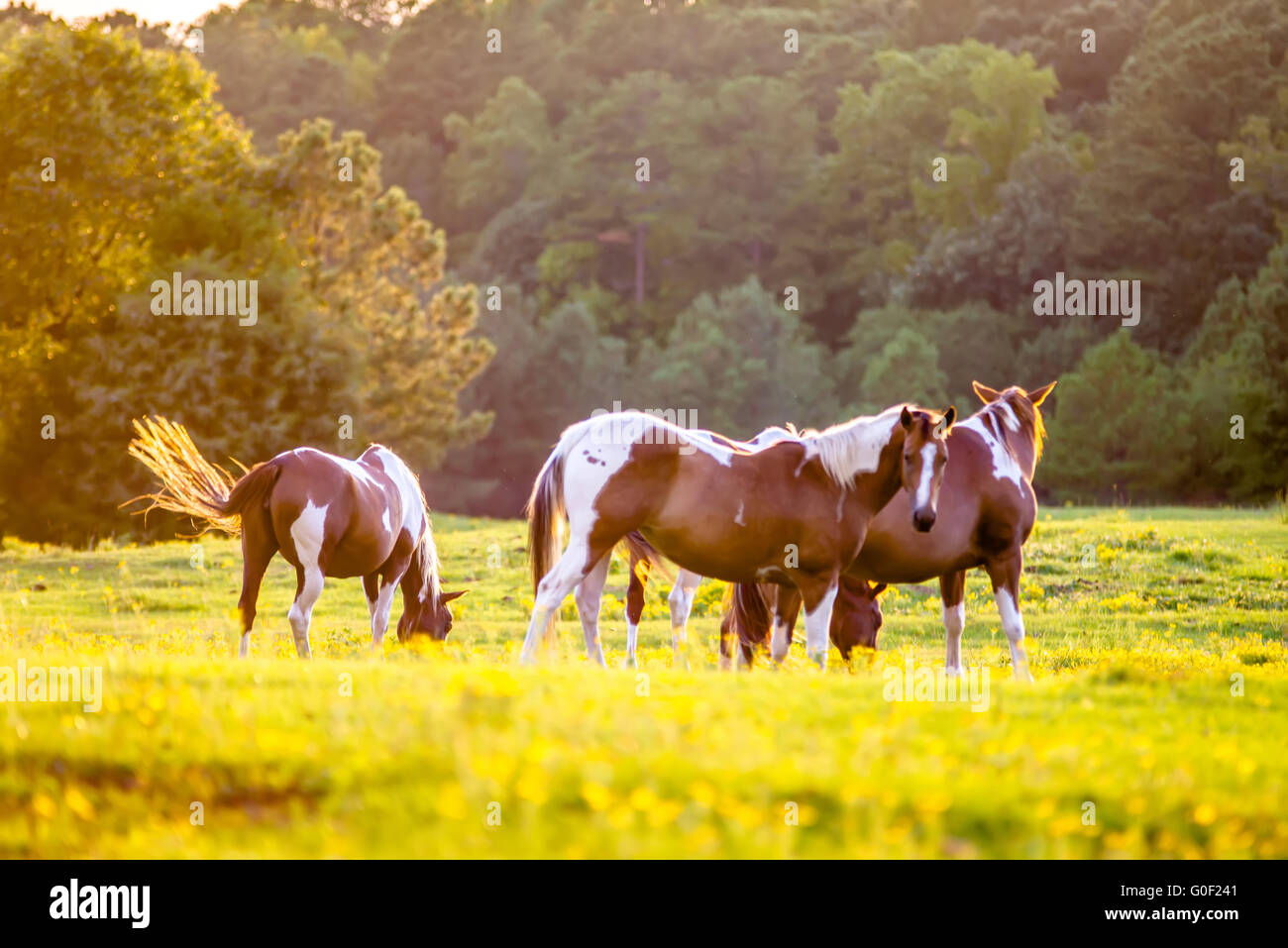 L'animal posant sur une terre agricole au coucher du soleil Banque D'Images