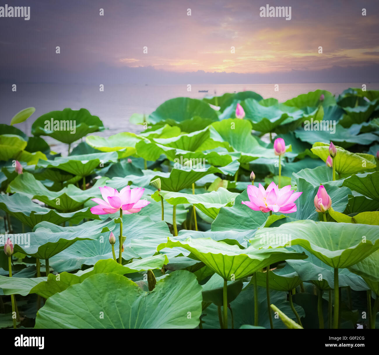 Fleur de lotus qui fleurit dans le coucher du soleil Banque D'Images