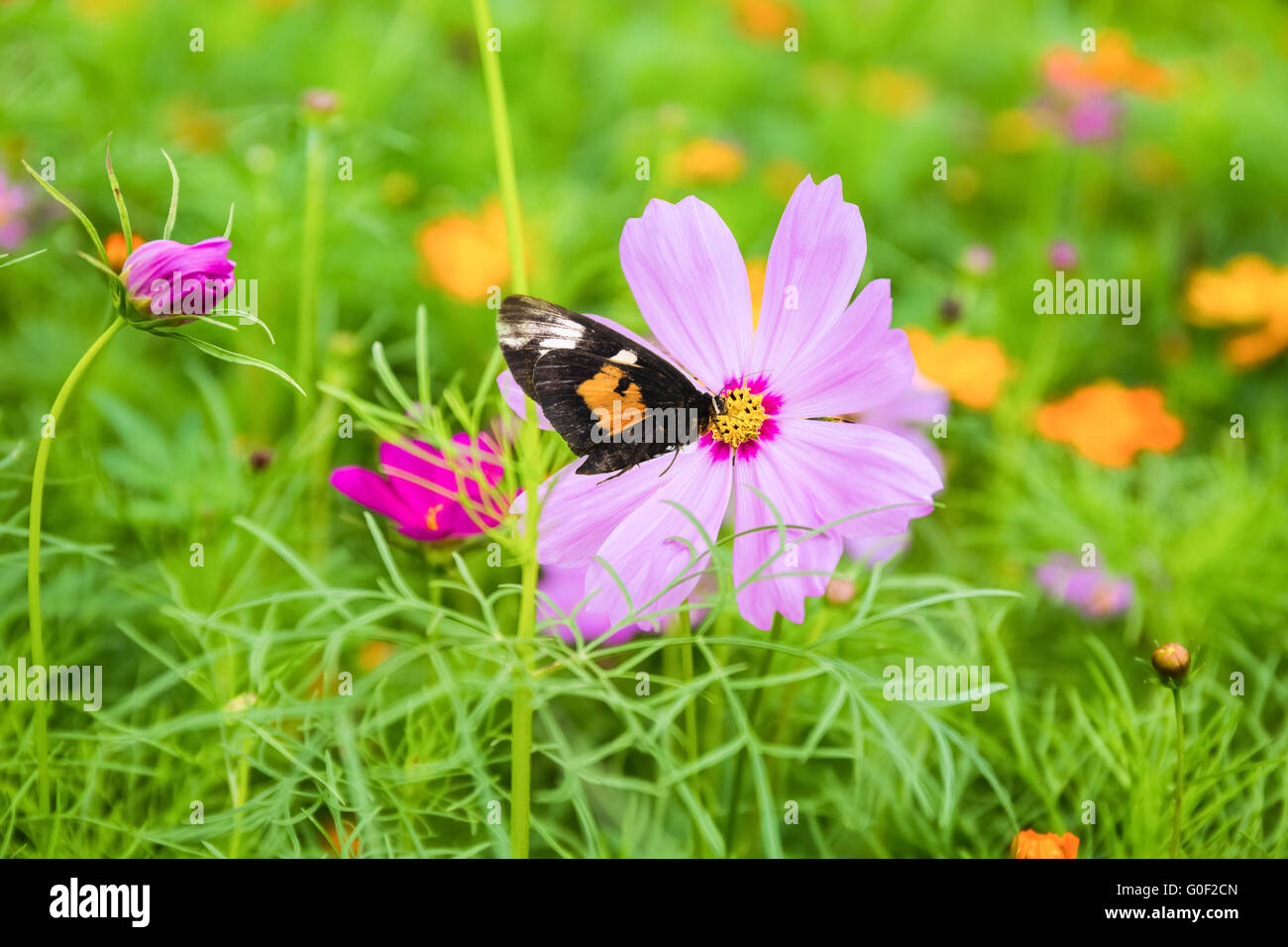 Galsang avec papillon fleur Banque D'Images