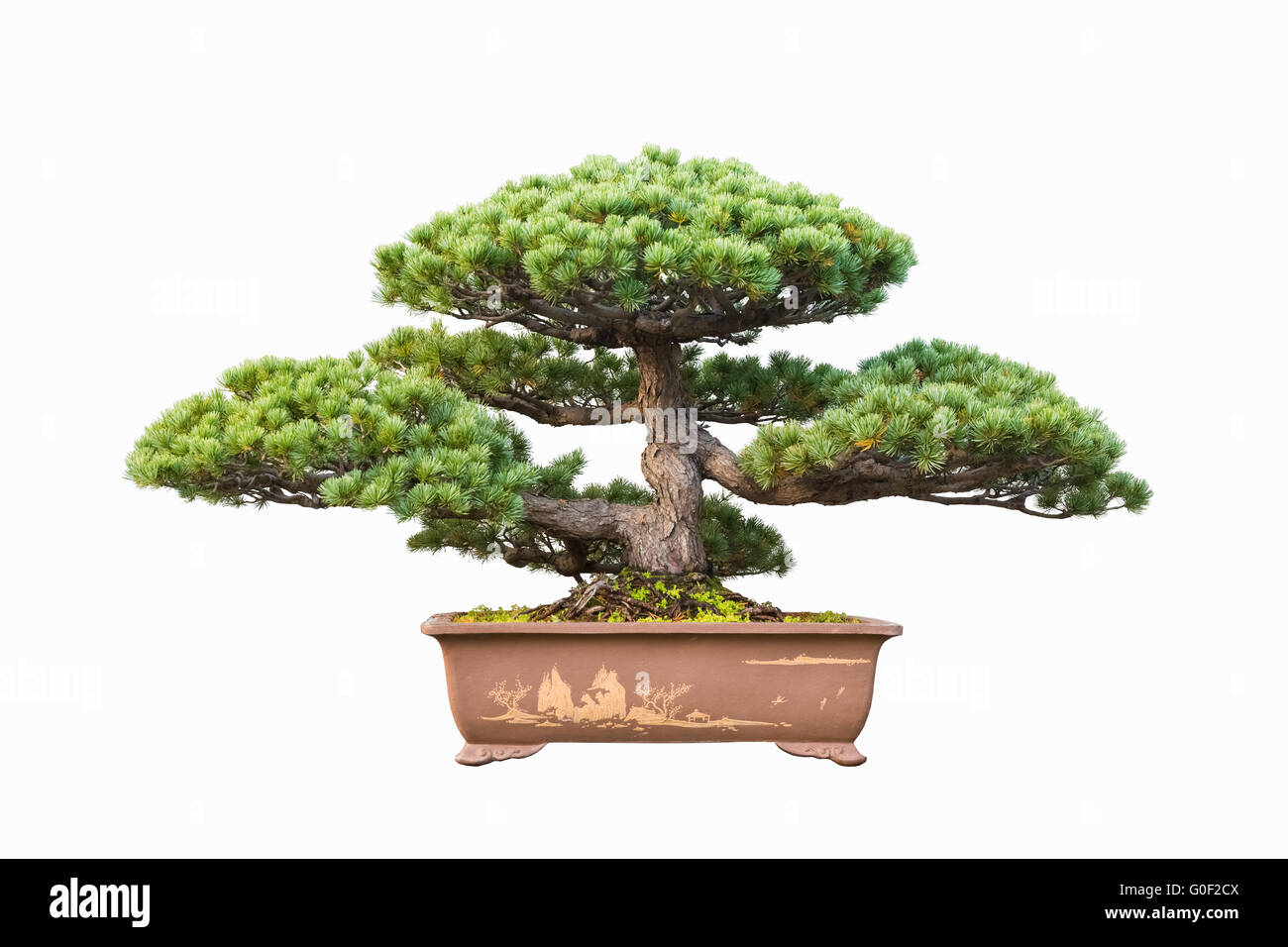 bonsaï de pin Banque D'Images