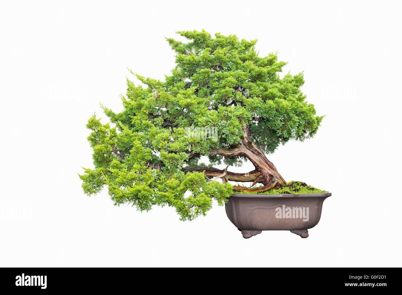bonsai de Cypress Banque D'Images