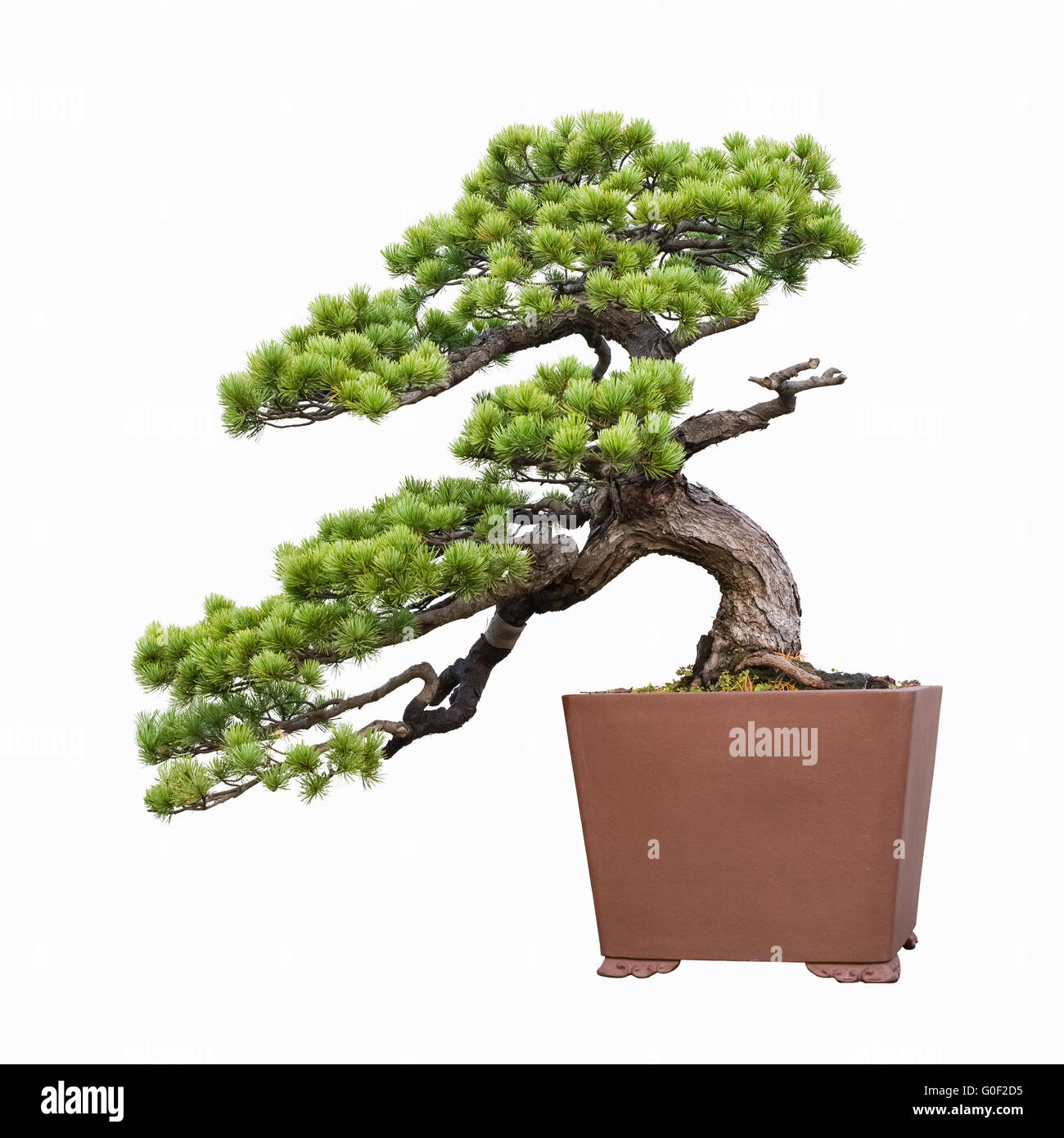 bonsaï de pin Banque D'Images