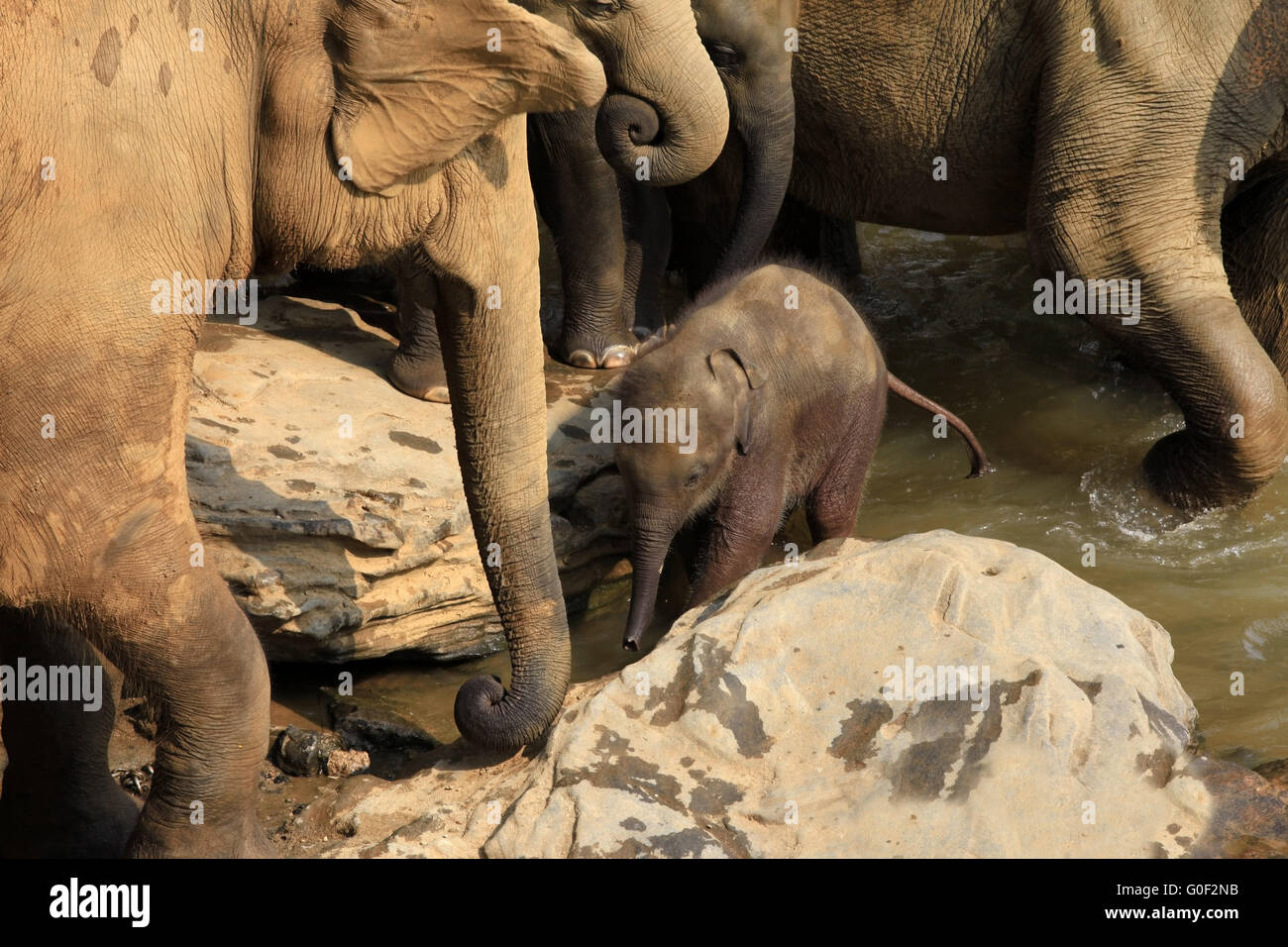 Famille d'éléphants indiens Banque D'Images