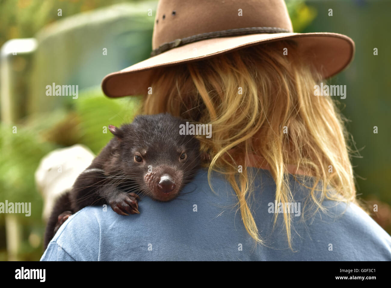 Bébé Diable de Tasmanie dans le parc de conservation tenue par le personnel, Tasmanie, Australie Banque D'Images