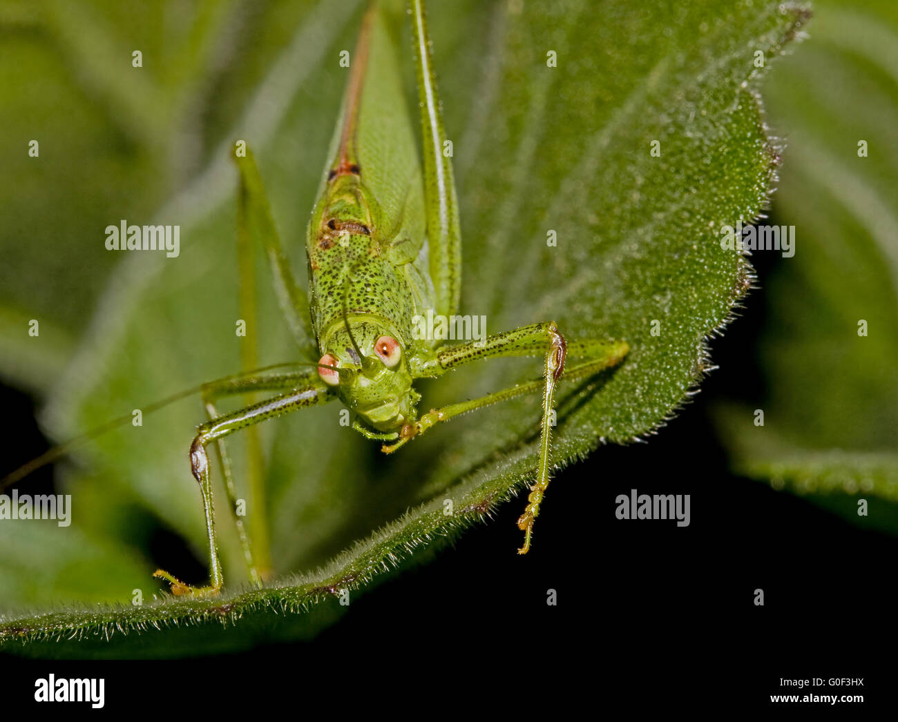 Phaneroptera falcata cricket Bush Banque D'Images