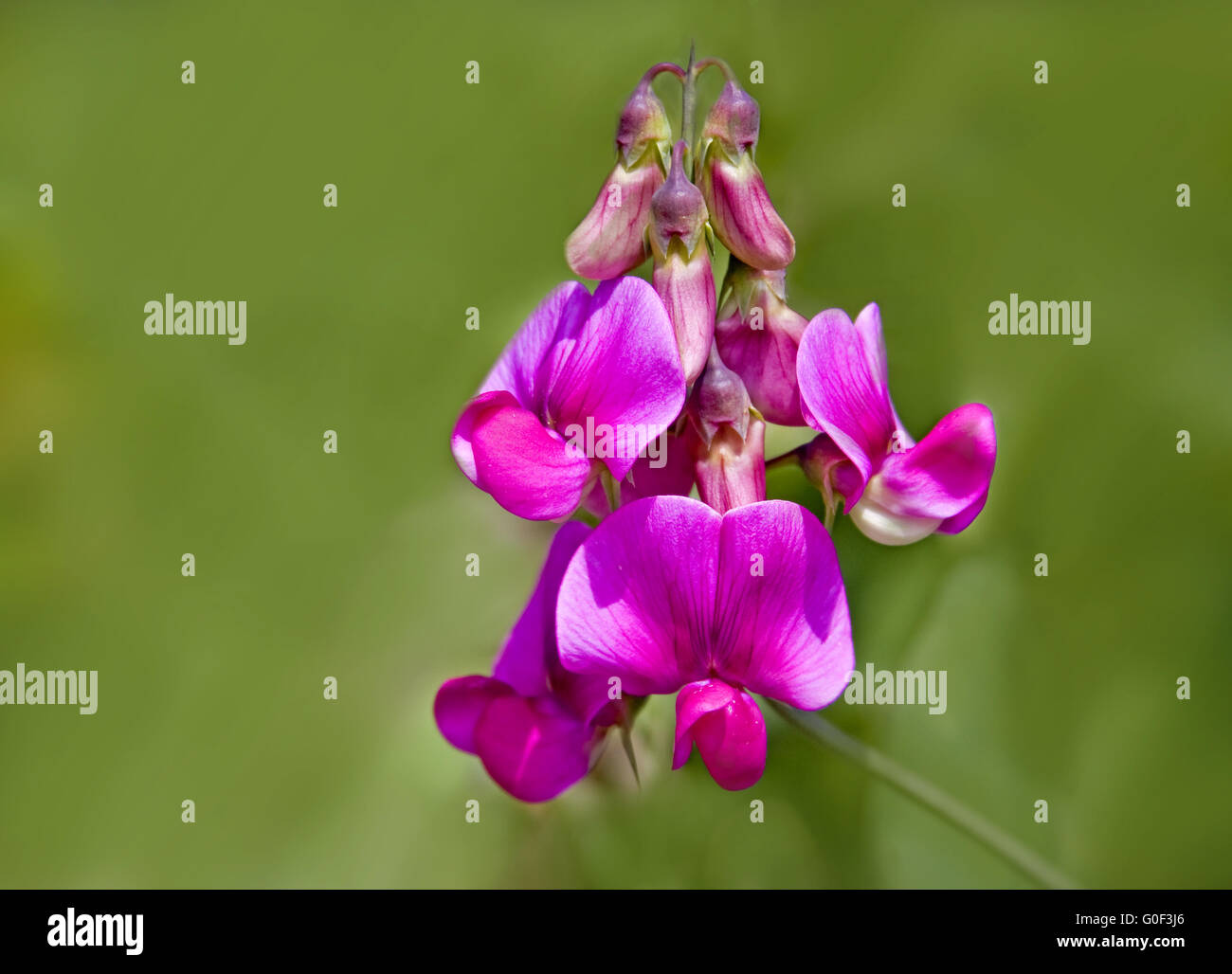 Lathyrus spec. Banque D'Images